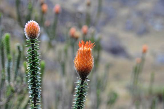 Flores no Parque Nacional Cajas, na região de Cuenca, no Equador
